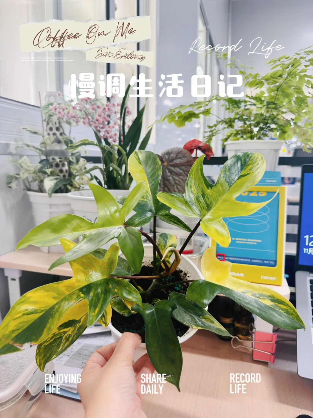 颜值担当之一：美人锦