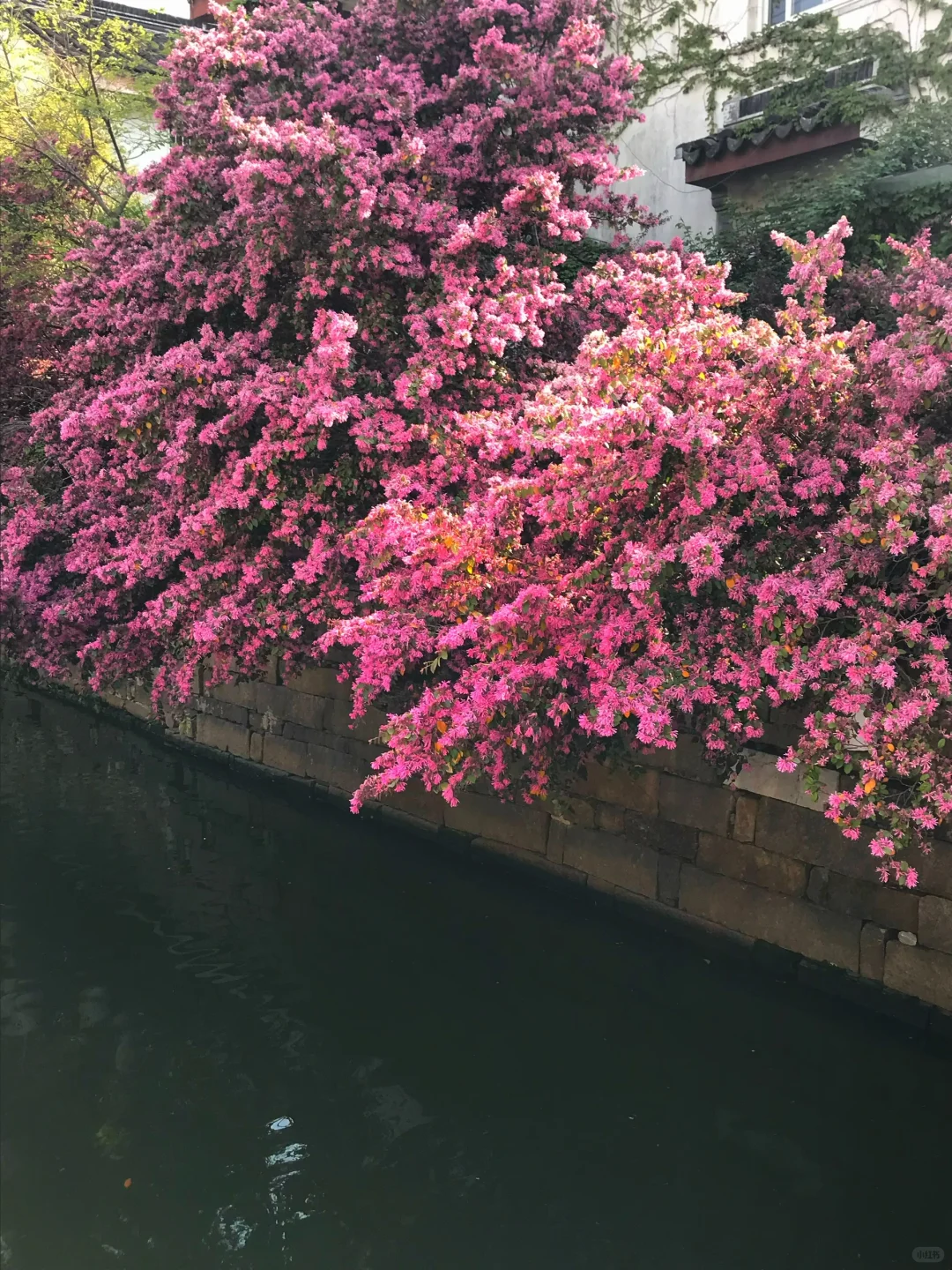 𓂋 聊赠一枝春 🌺 𓂃꙳⋆