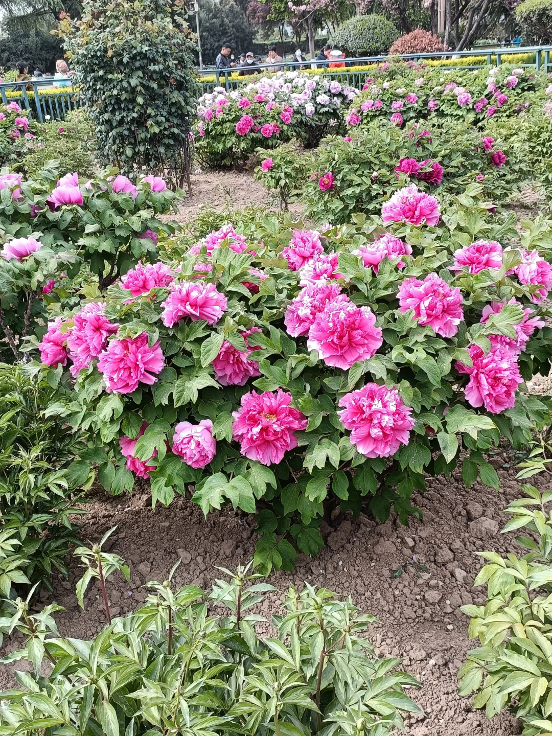 山东菏泽天香公园～️🌸🌷🌸
