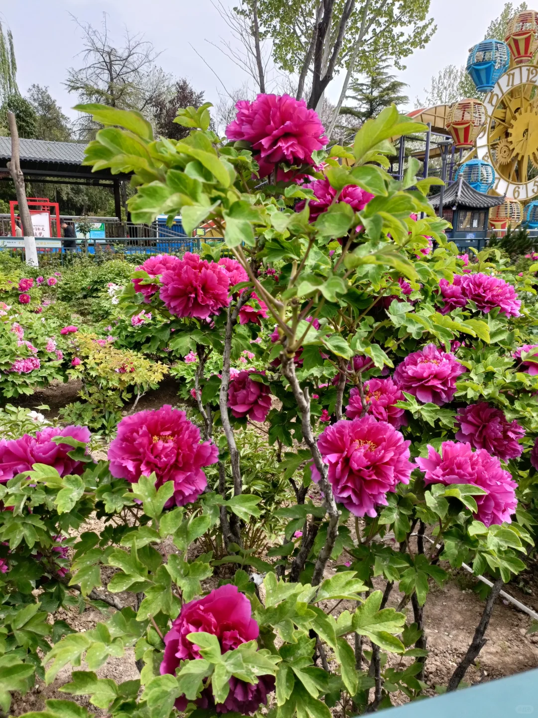 山东菏泽天香公园～️🌸🌷🌸