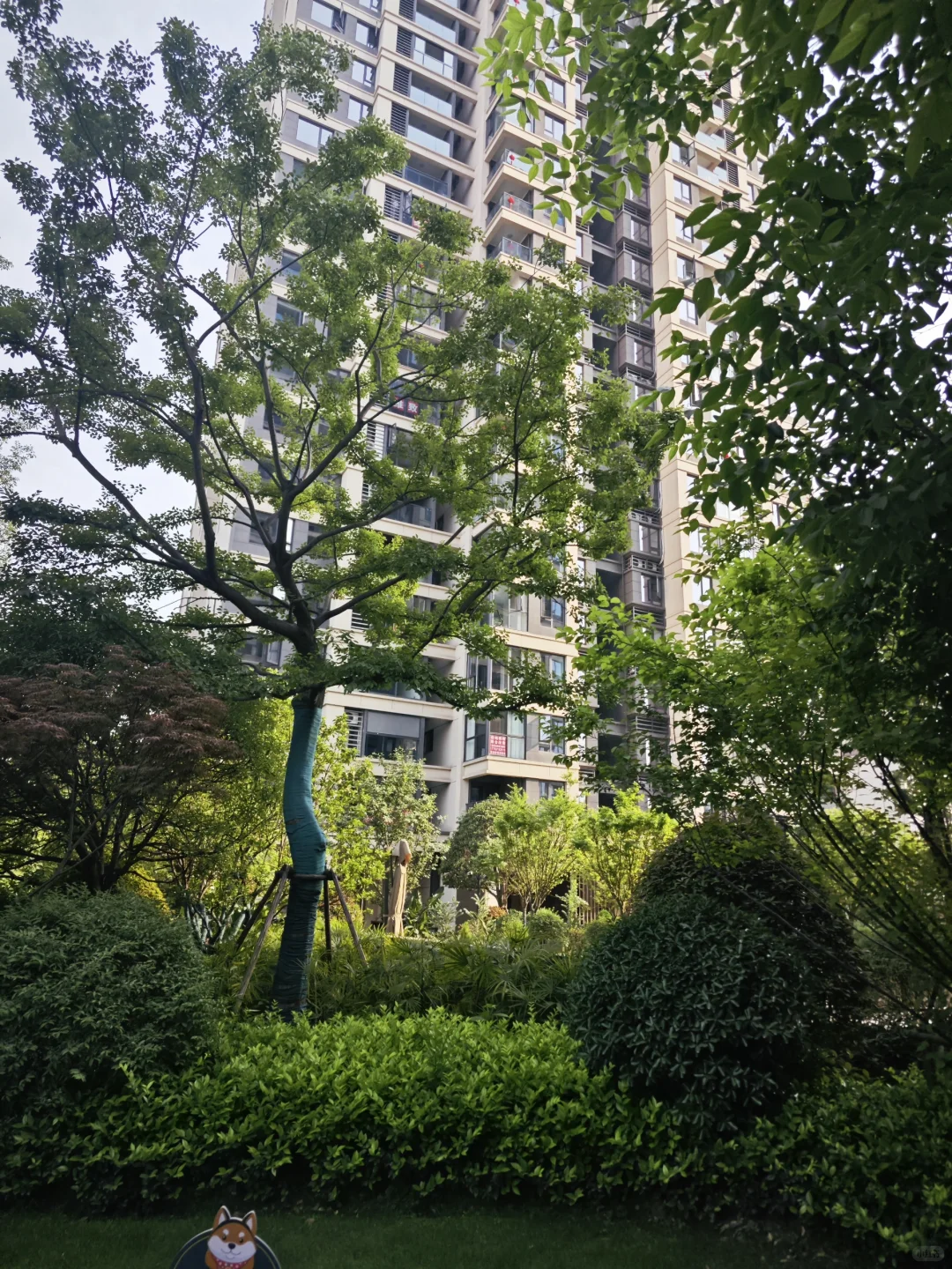 谁懂！在九龙坡看洋房看到崩溃。。