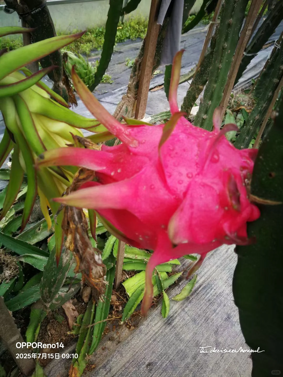 火龙果的奇妙旅程 🌺