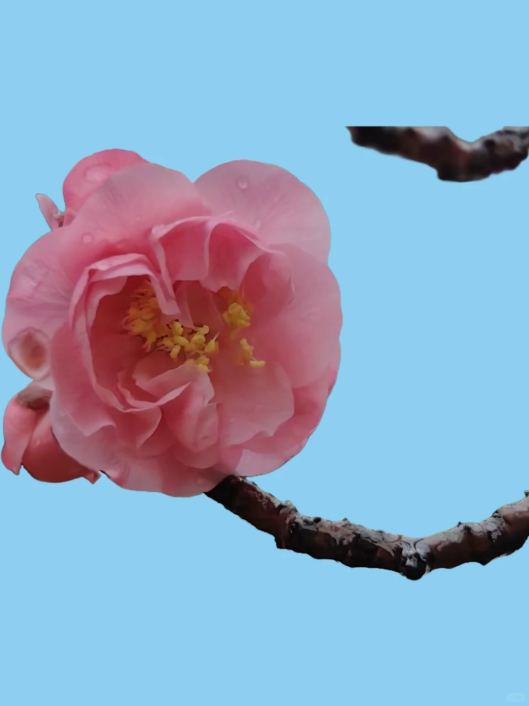 🌺雨后梅花更娇艳，绝美瞬间✨不容错过