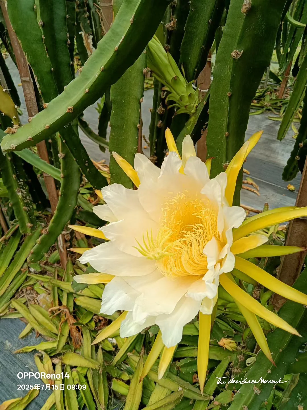 火龙果的奇妙旅程 🌺