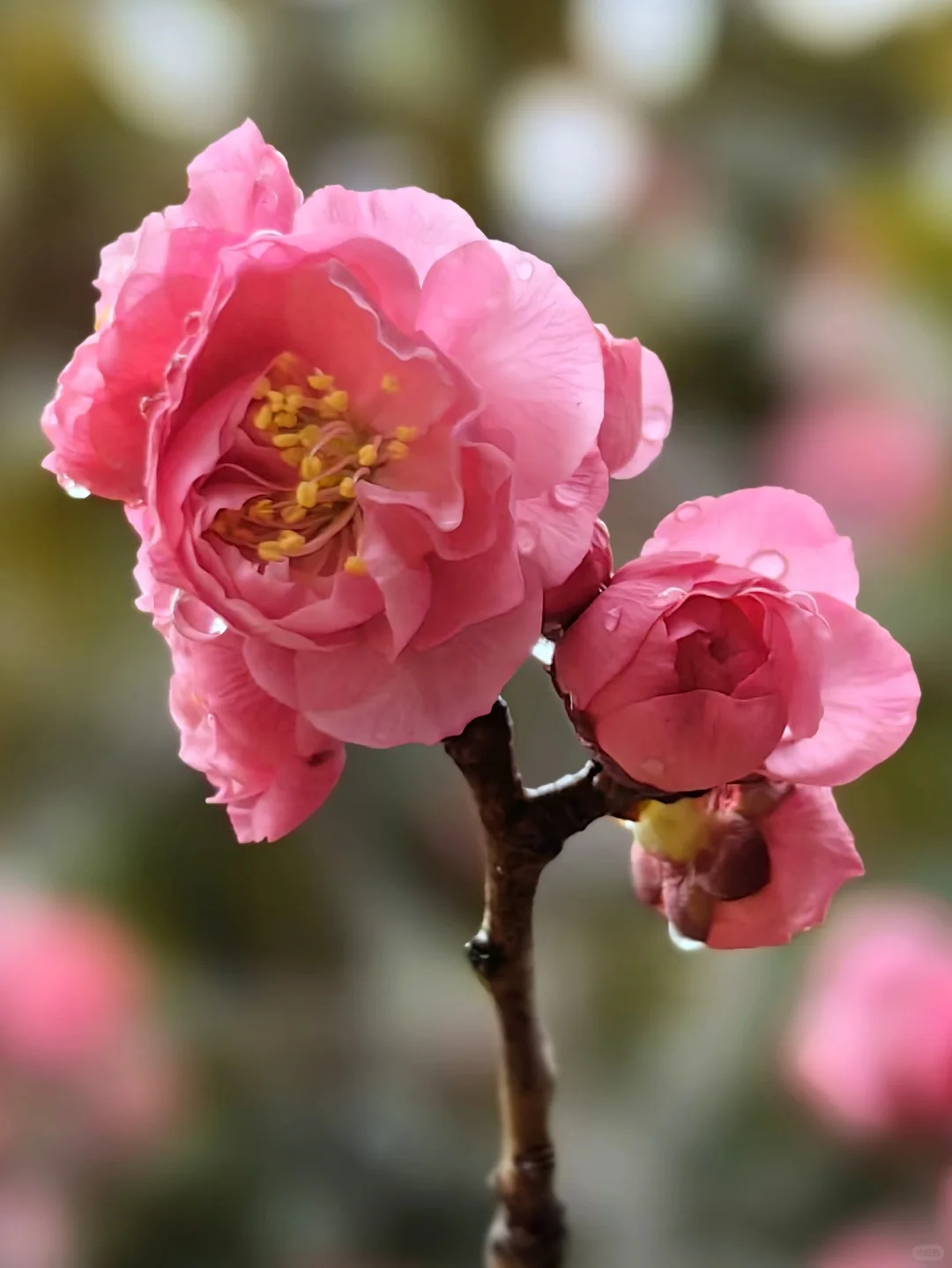 🌺雨后梅花更娇艳，绝美瞬间✨不容错过