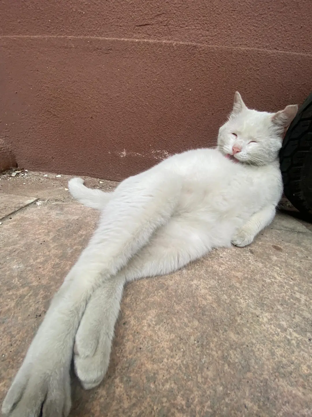 猫猫的妖娆你不懂😉