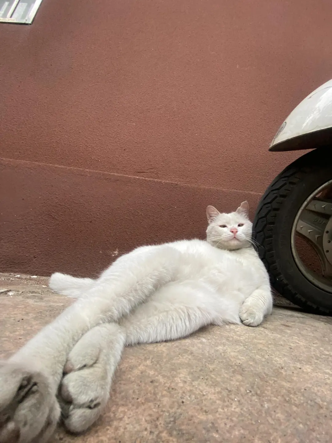 猫猫的妖娆你不懂😉