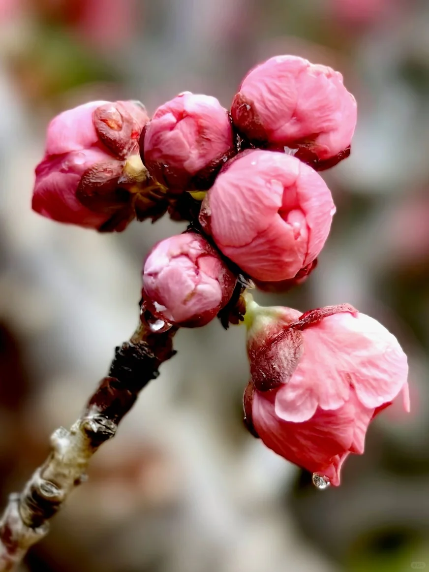 🌺雨后梅花更娇艳，绝美瞬间✨不容错过