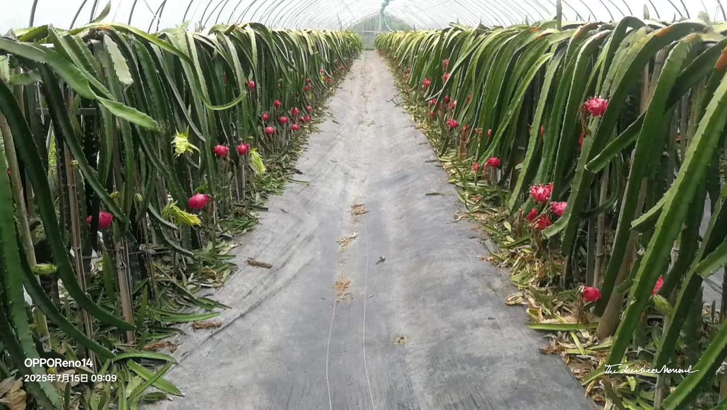 火龙果的奇妙旅程 🌺
