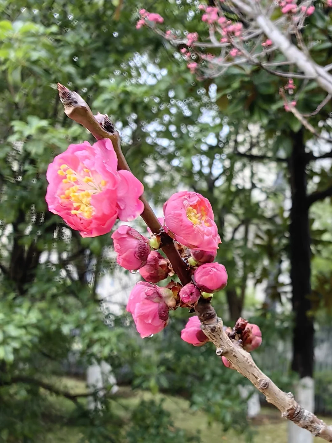 🌺雨后梅花更娇艳，绝美瞬间✨不容错过
