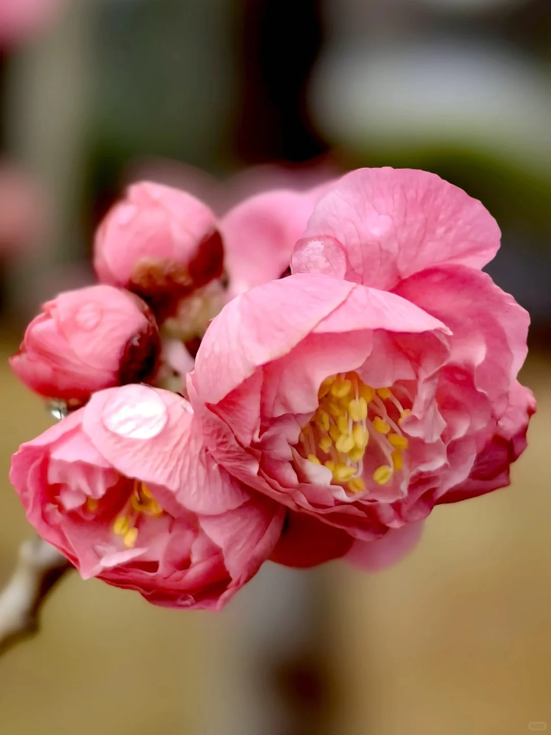🌺雨后梅花更娇艳，绝美瞬间✨不容错过