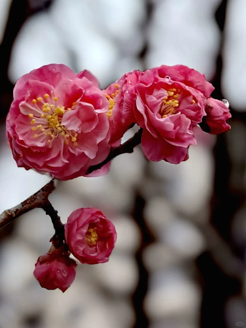🌺雨后梅花更娇艳，绝美瞬间✨不容错过