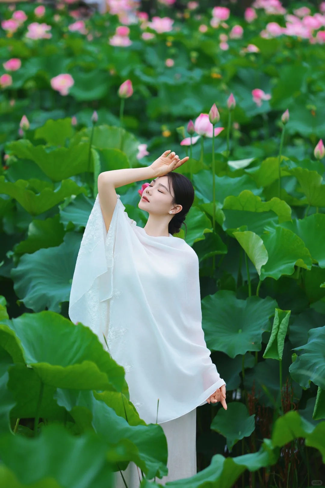 夏至.荷花💚