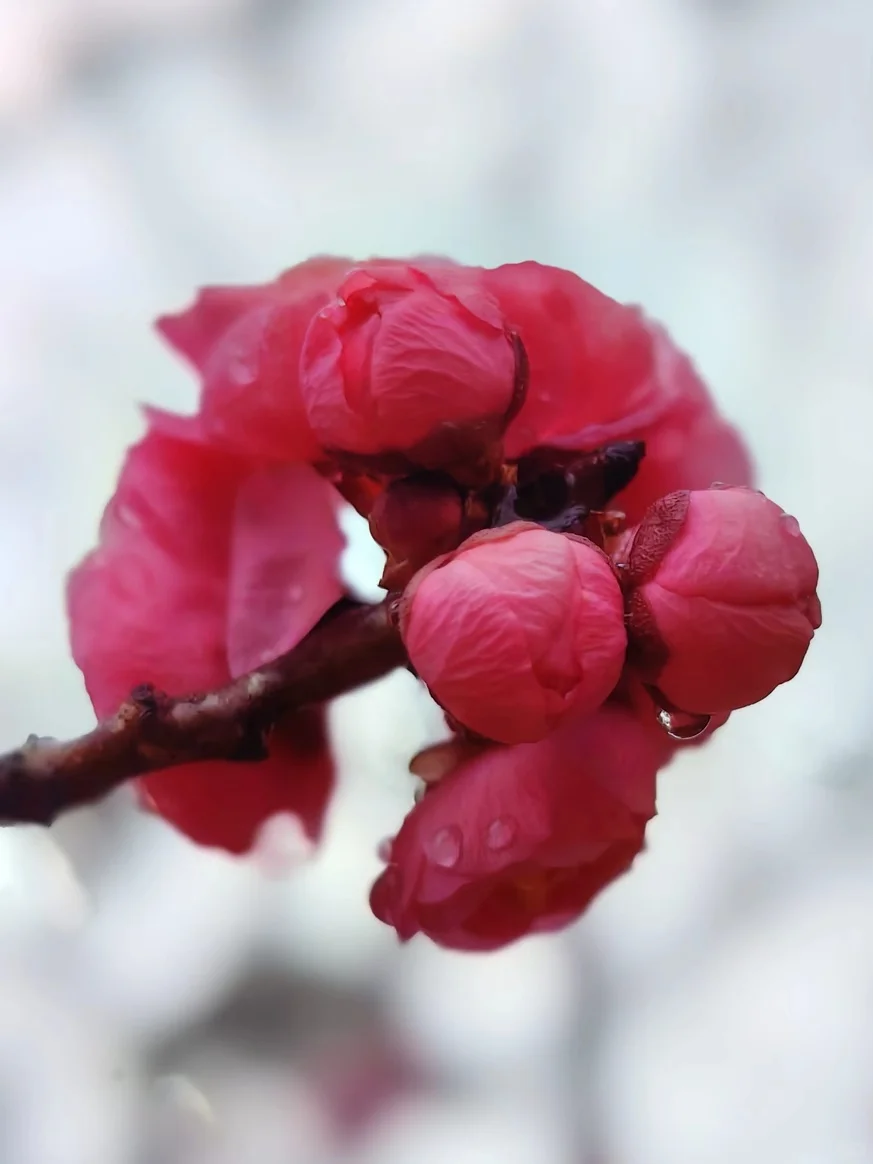 🌺雨后梅花更娇艳，绝美瞬间✨不容错过