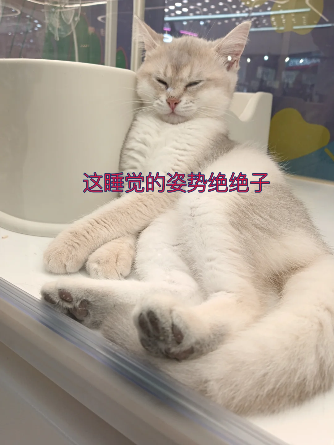 哇，这谁家猫咪睡觉的姿势这么妖娆！