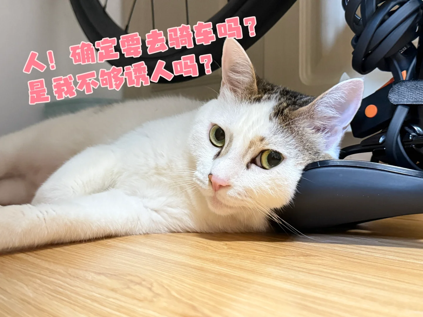 诱人小猫也抵挡不住的休闲夜骑😏