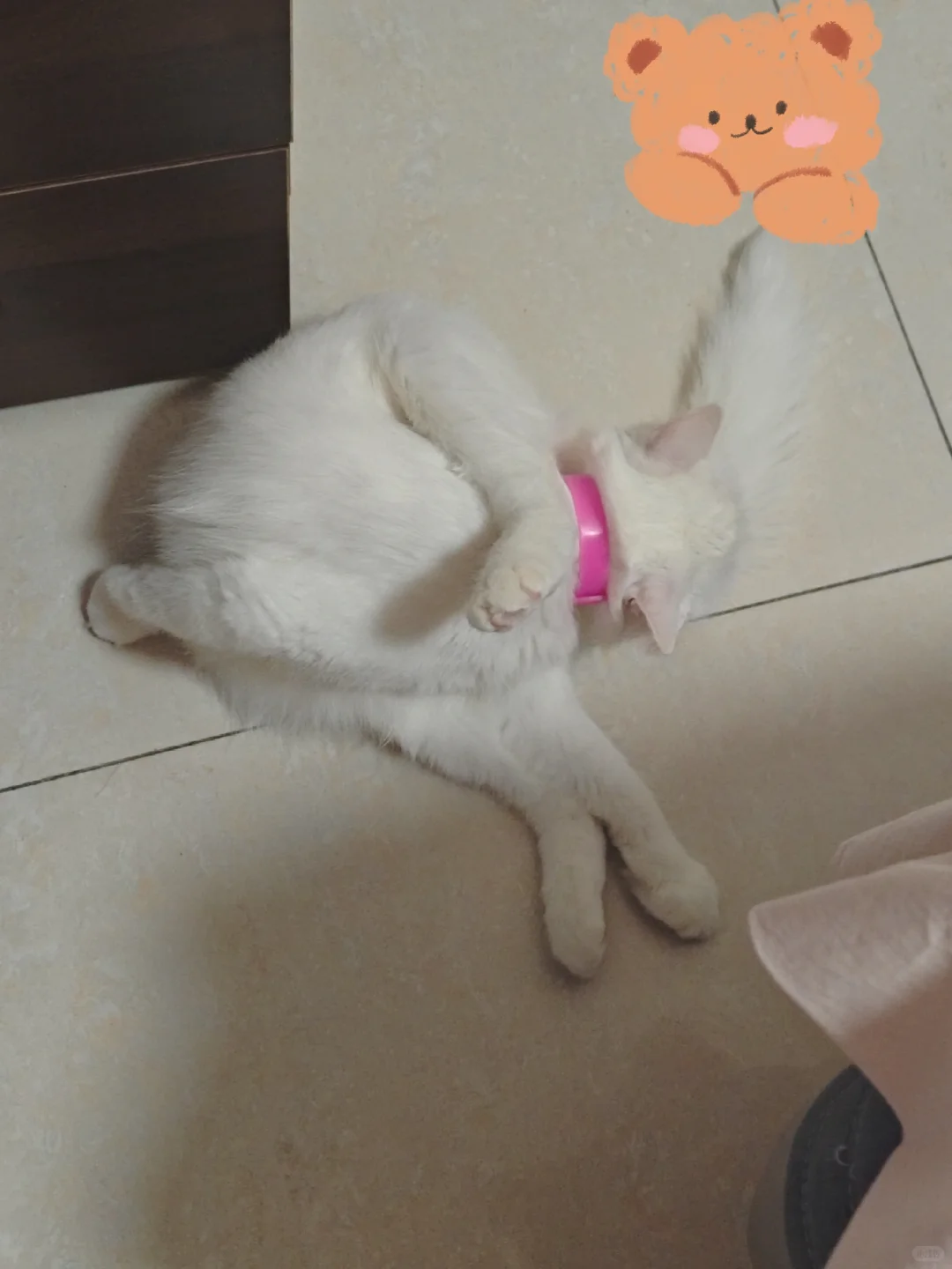 猫咪怎么可以这么可爱！