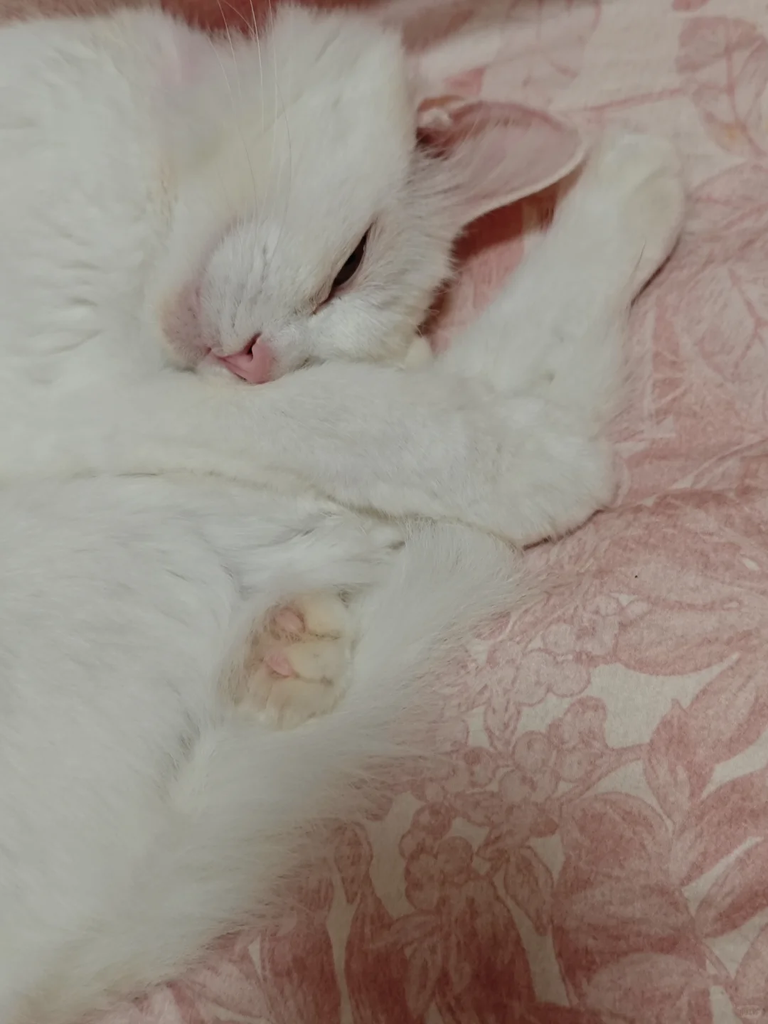 猫咪怎么可以这么可爱！