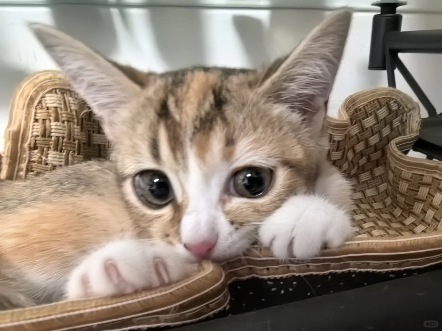 见过抛媚眼的小猫么