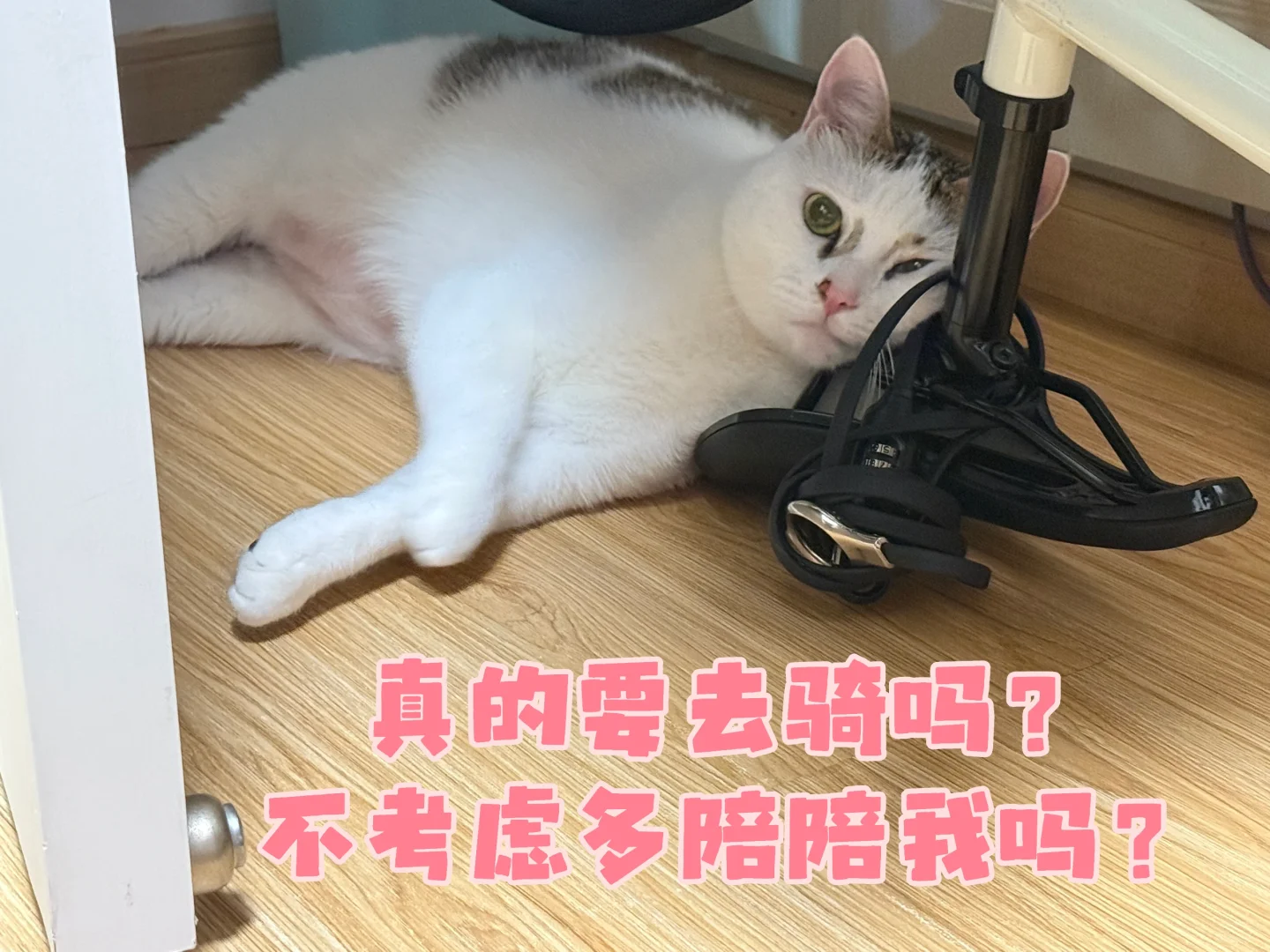 诱人小猫也抵挡不住的休闲夜骑😏