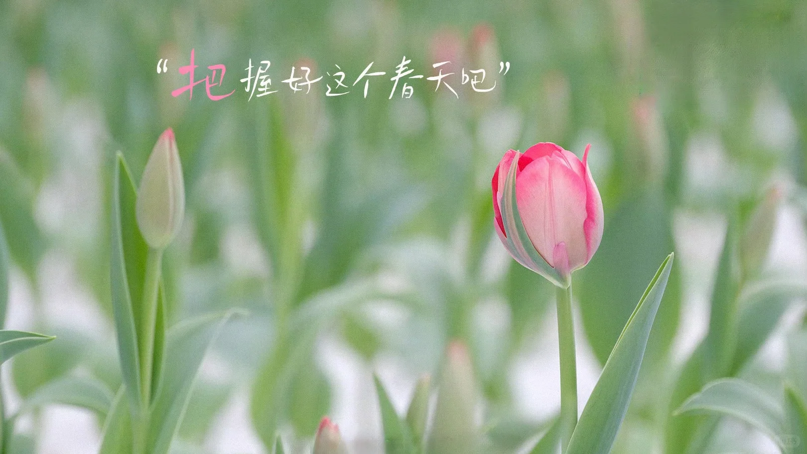 种地吧最爱的几张电脑壁纸