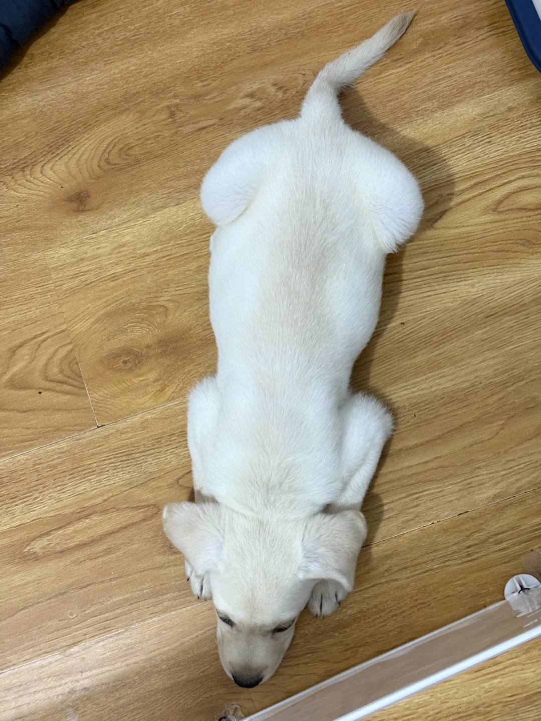 逐渐丰腴
