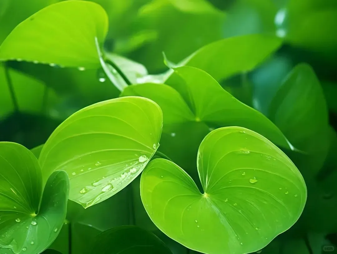 护眼神器！电脑平板专属壁纸，告别视力疲劳