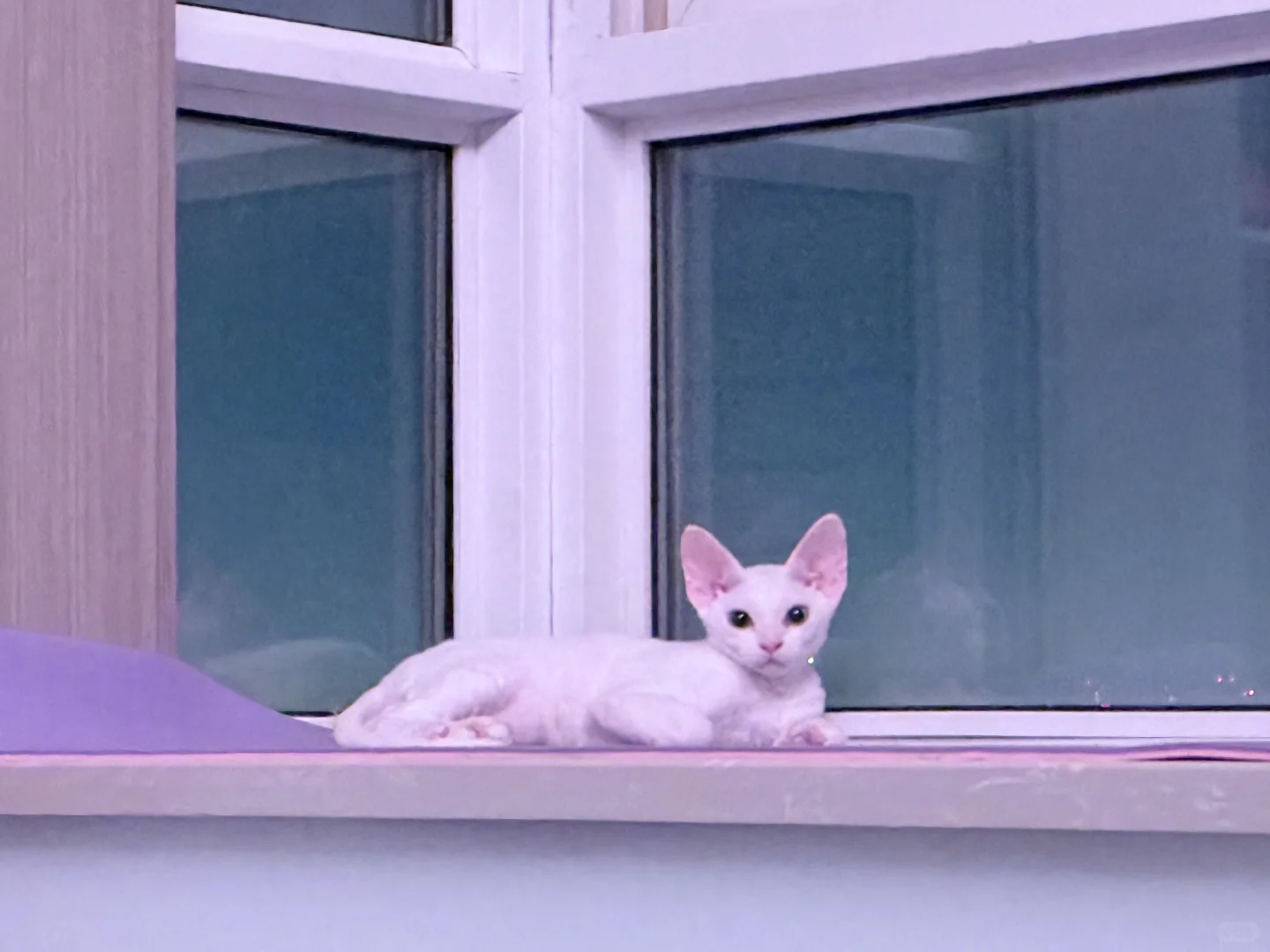 谁家的小公猫这么妖娆的躺在飘窗上