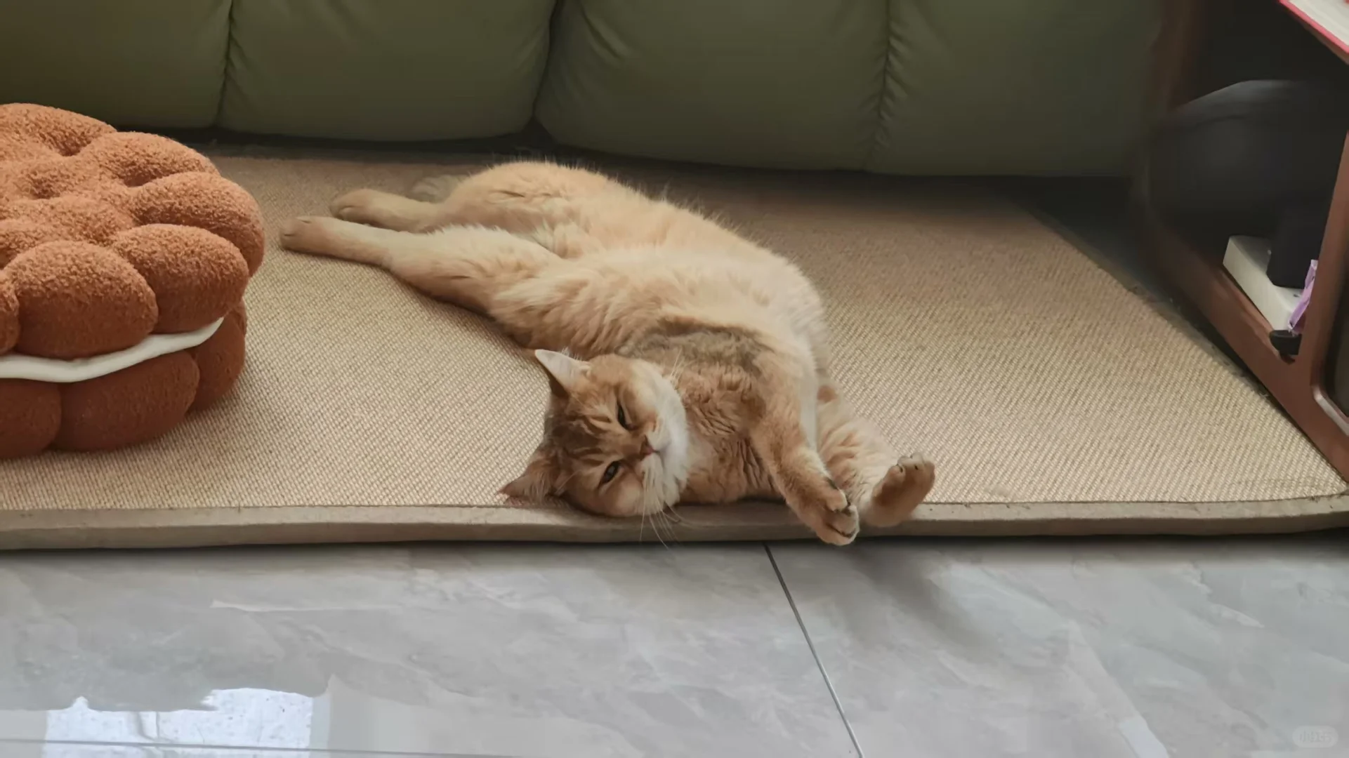 妖娆小猫