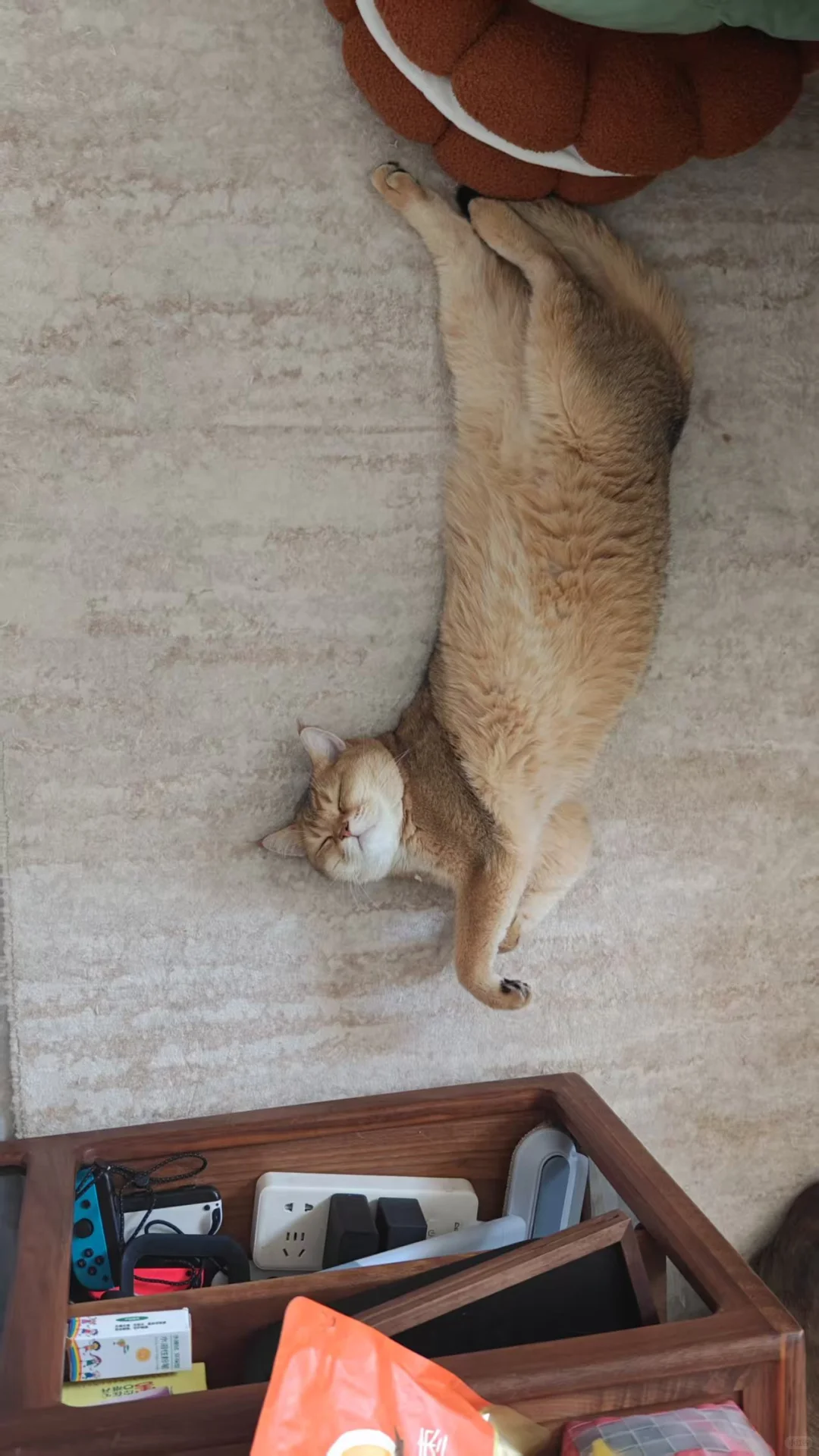 妖娆小猫