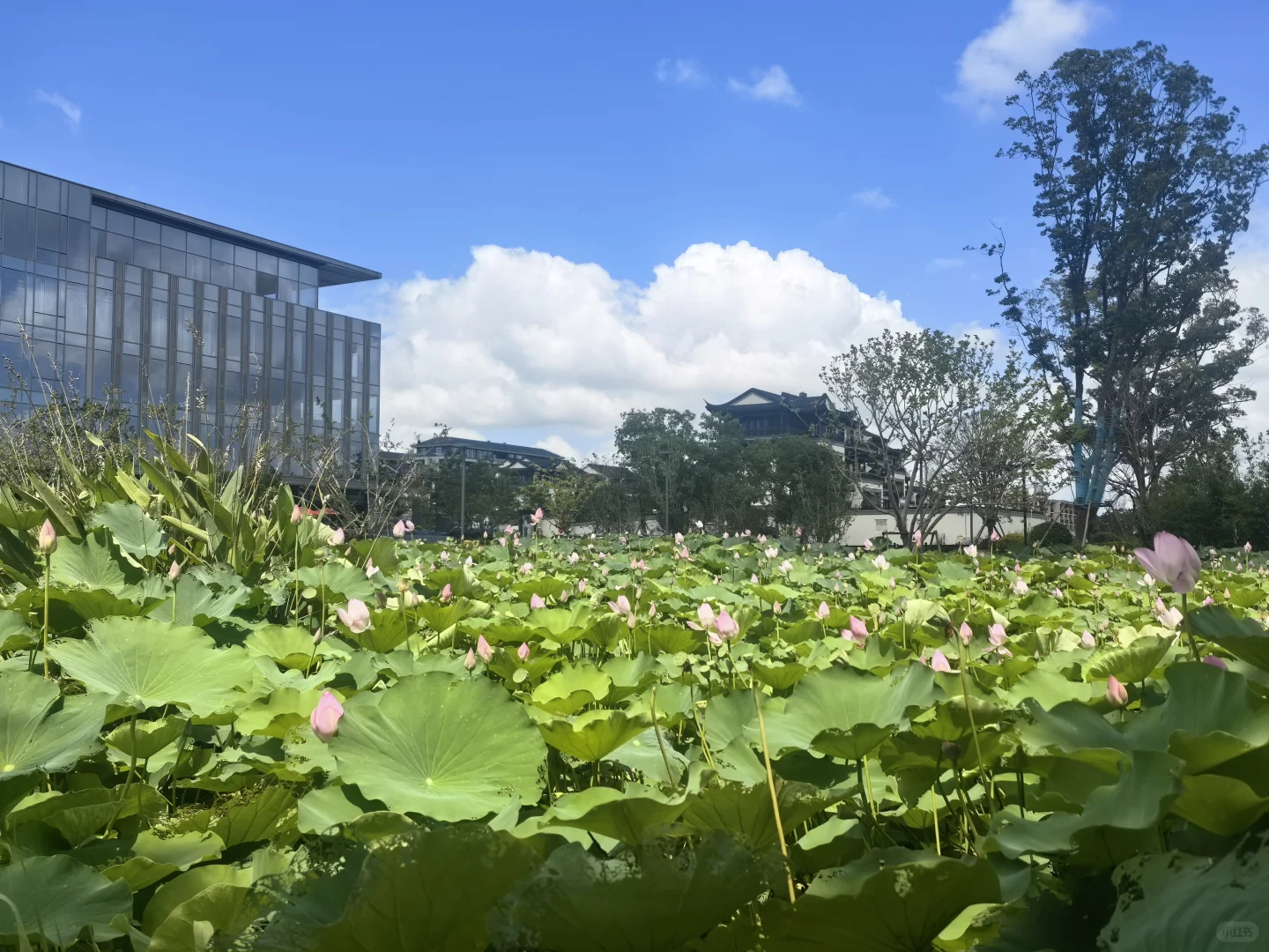 逃离魔都喧嚣🌇！入住吴江春风湖滨一年，我