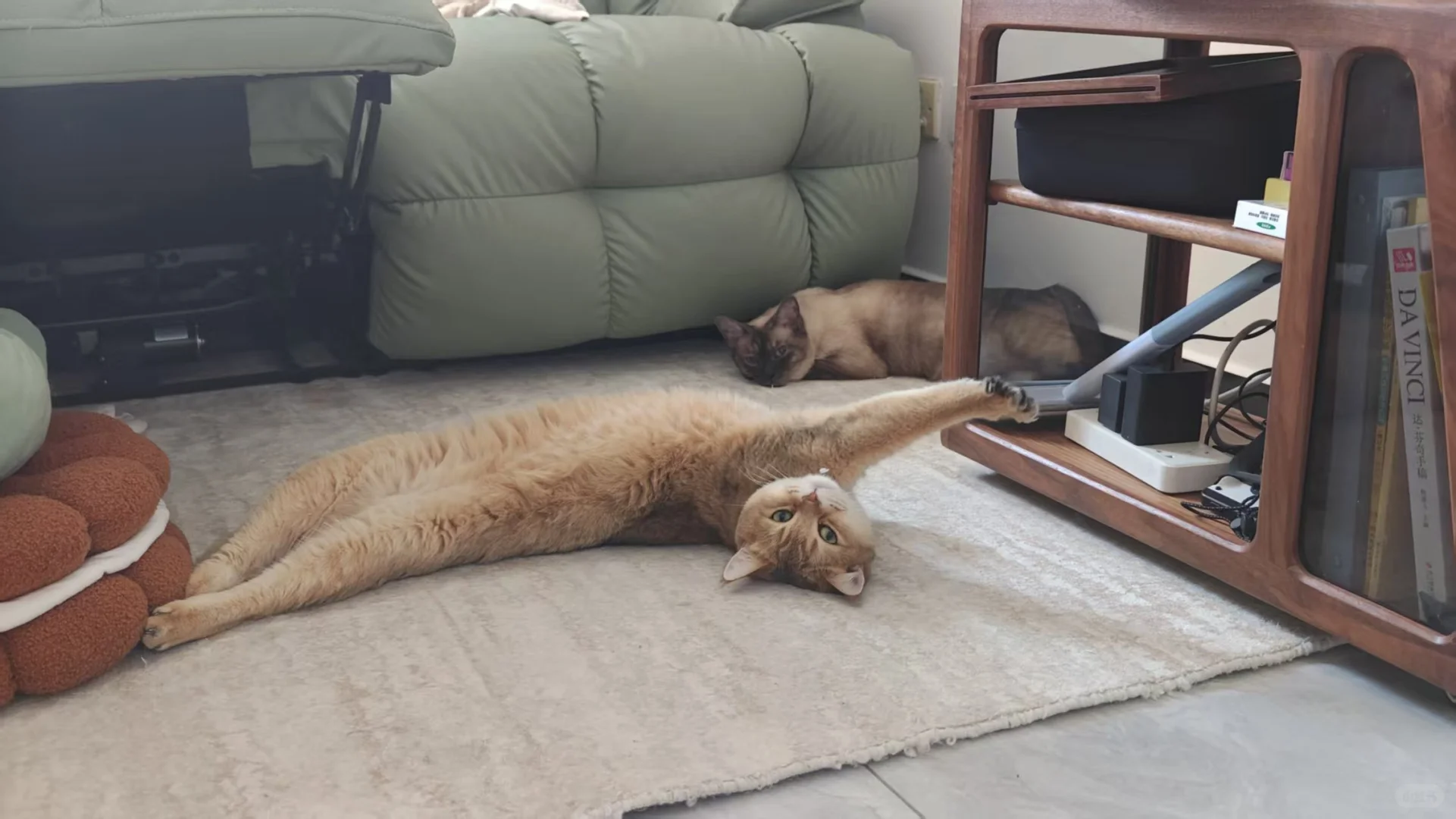 妖娆小猫
