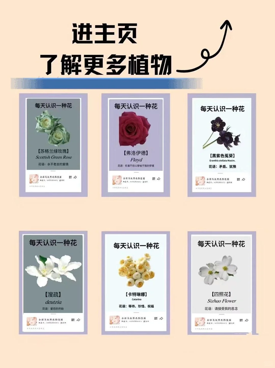 🌸每天认识一种花｜【晚香玉】