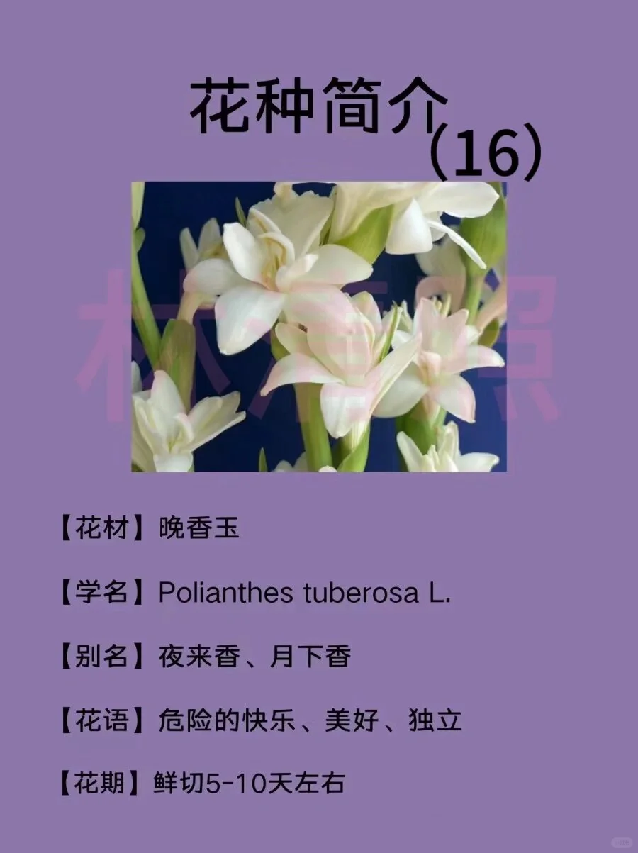 🌸每天认识一种花｜【晚香玉】