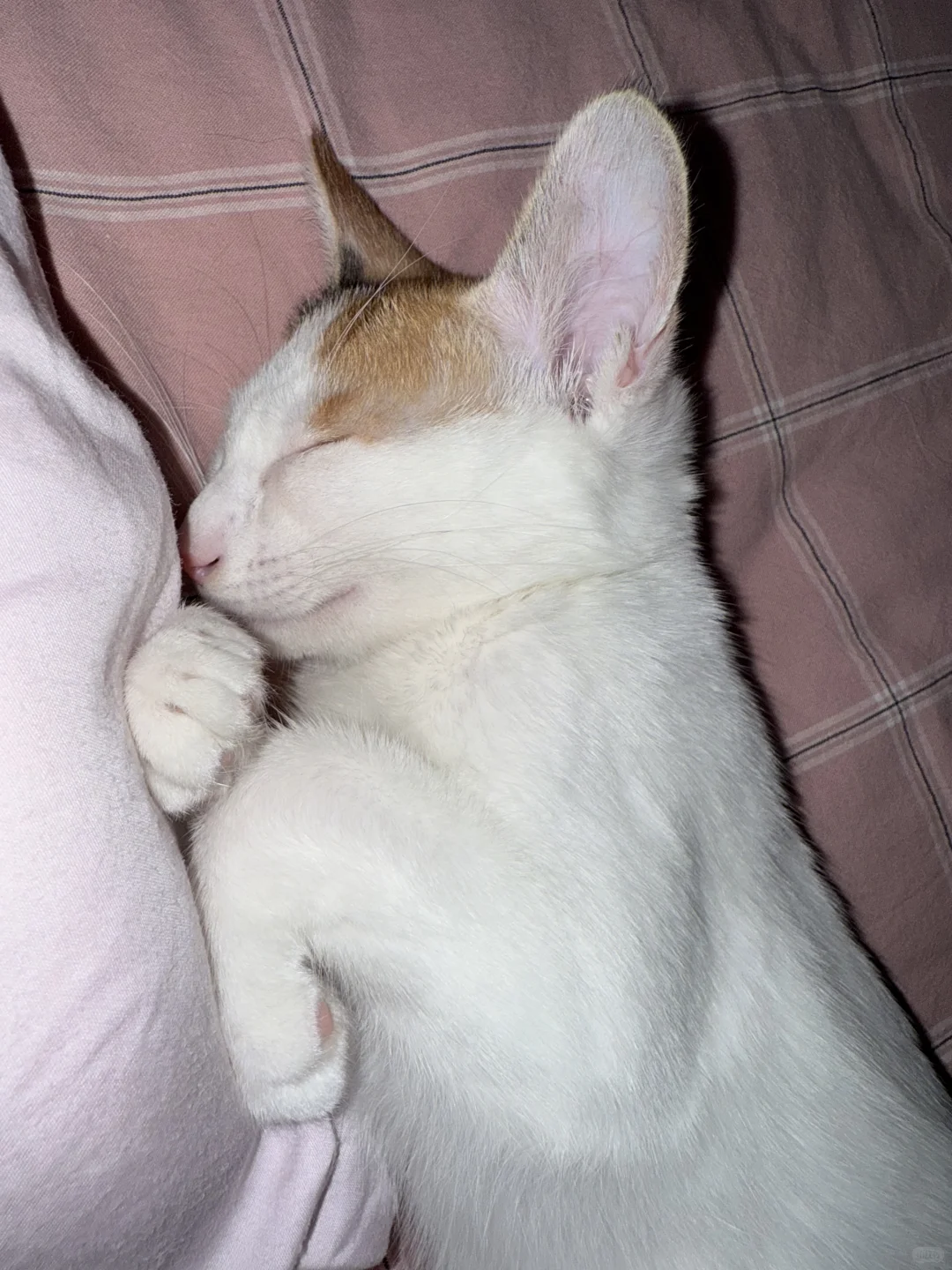 猫猫的妖娆睡姿合集