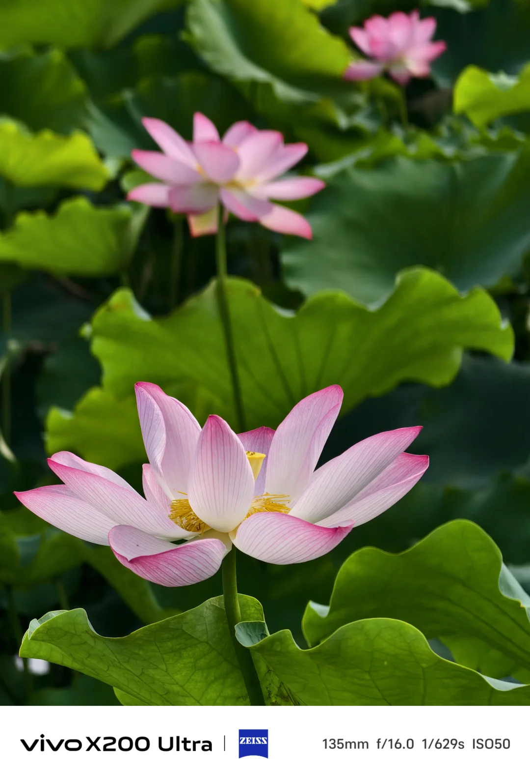 朵朵娇艳