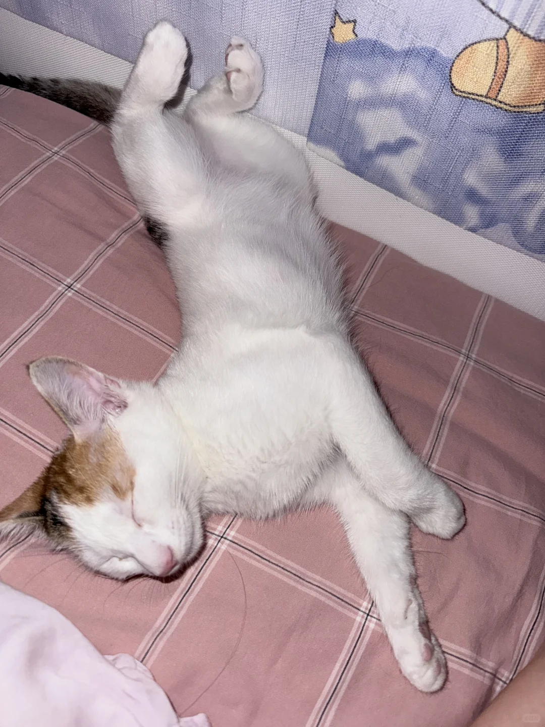 猫猫的妖娆睡姿合集