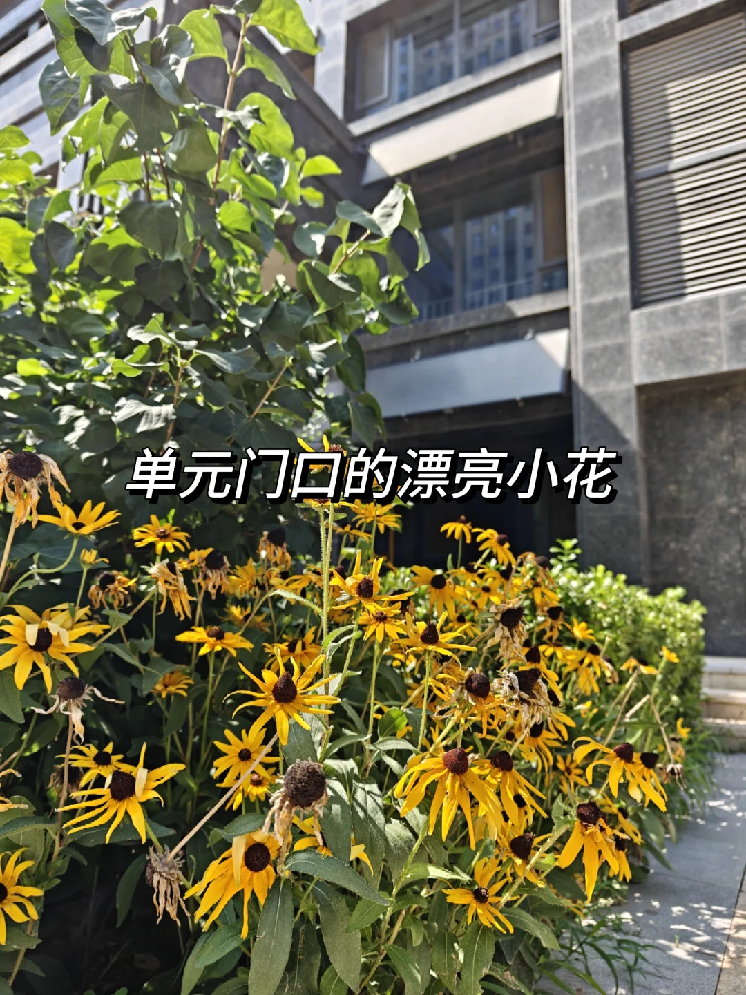 石家庄买房看过来 116.7平，三室准新书包房