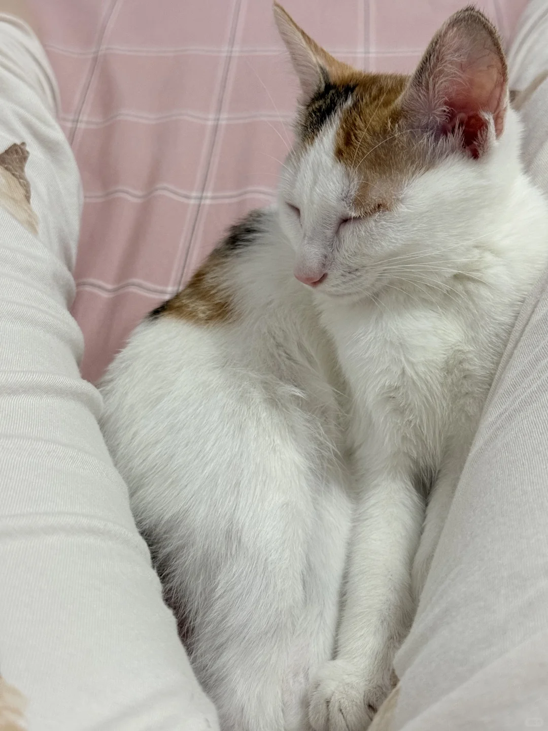 猫猫的妖娆睡姿合集