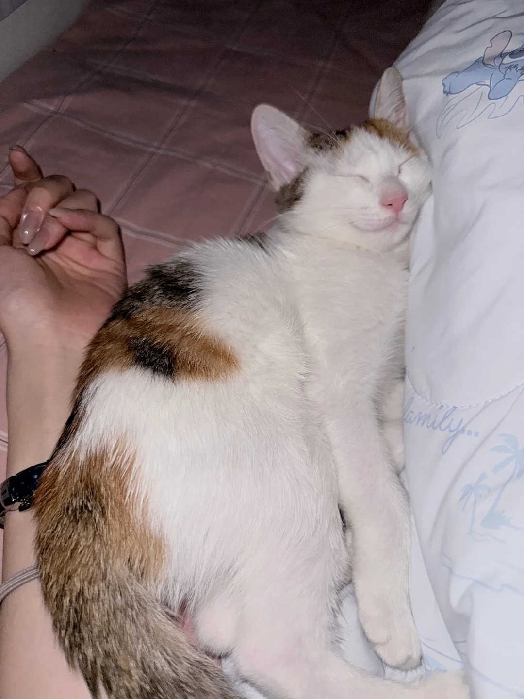 猫猫的妖娆睡姿合集