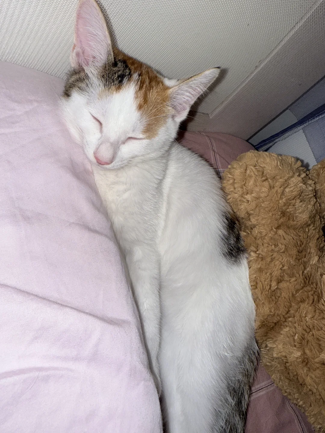 猫猫的妖娆睡姿合集