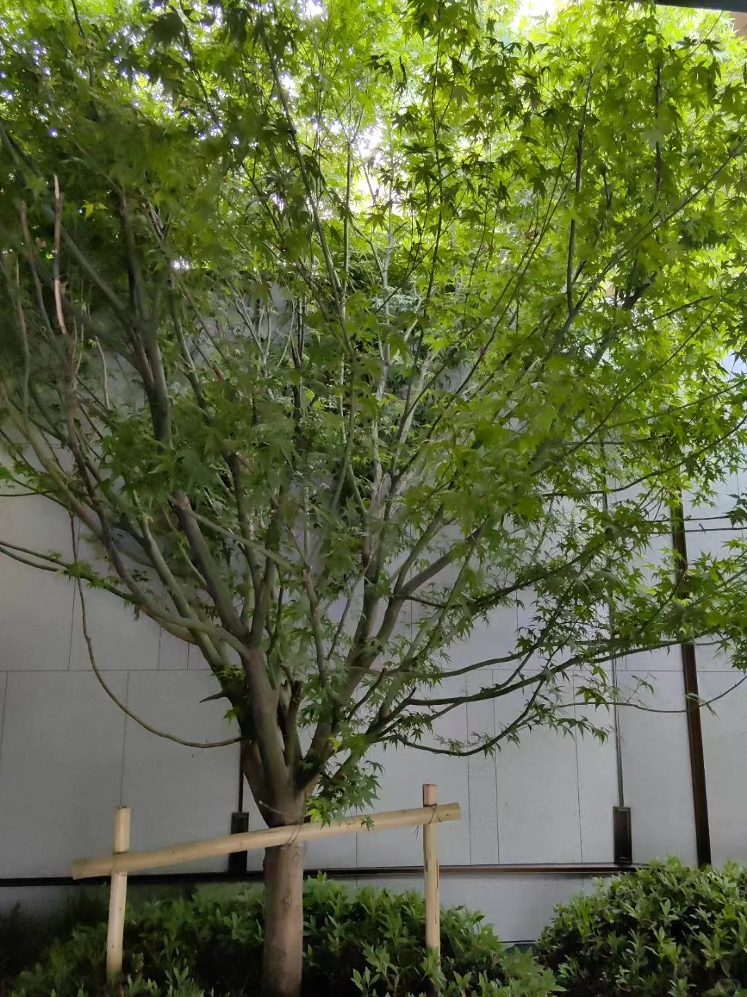 难怪都喜欢买新楼盘呢？环境确实好