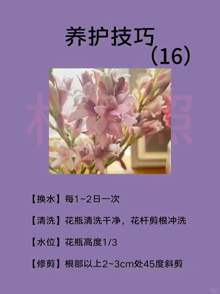 🌸每天认识一种花｜【晚香玉】