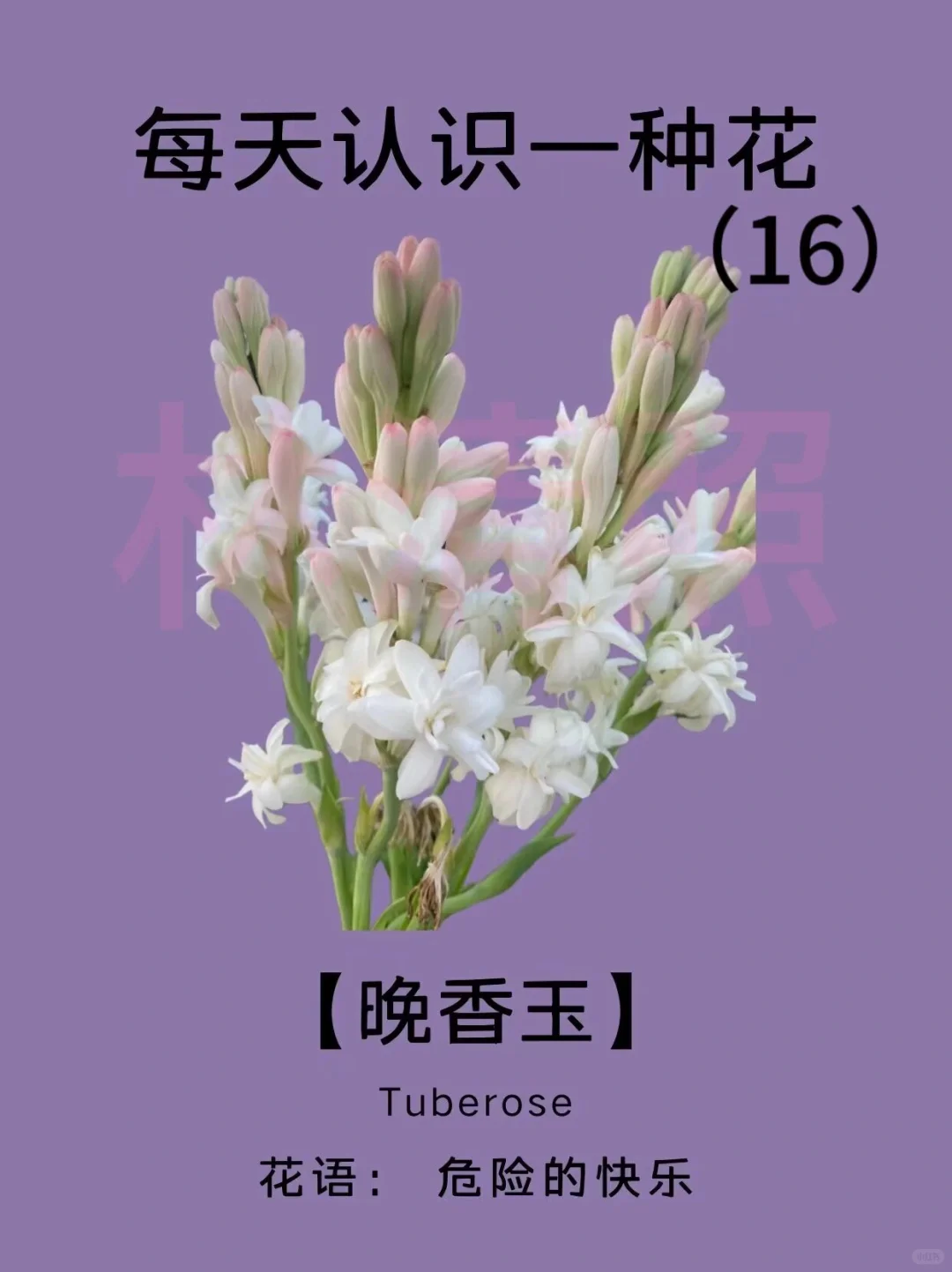 🌸每天认识一种花｜【晚香玉】
