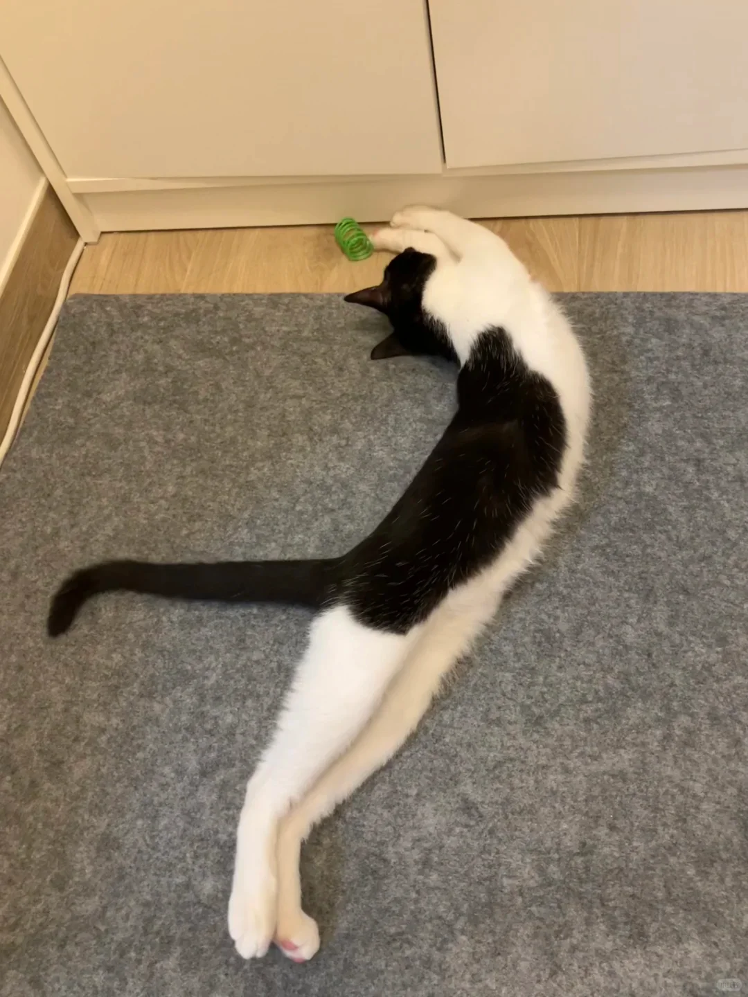 求实拍图，想看看奶牛猫有多少妖娆的姿势