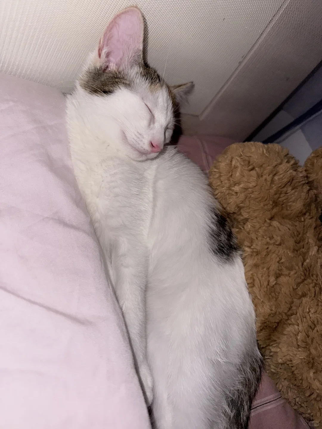 猫猫的妖娆睡姿合集