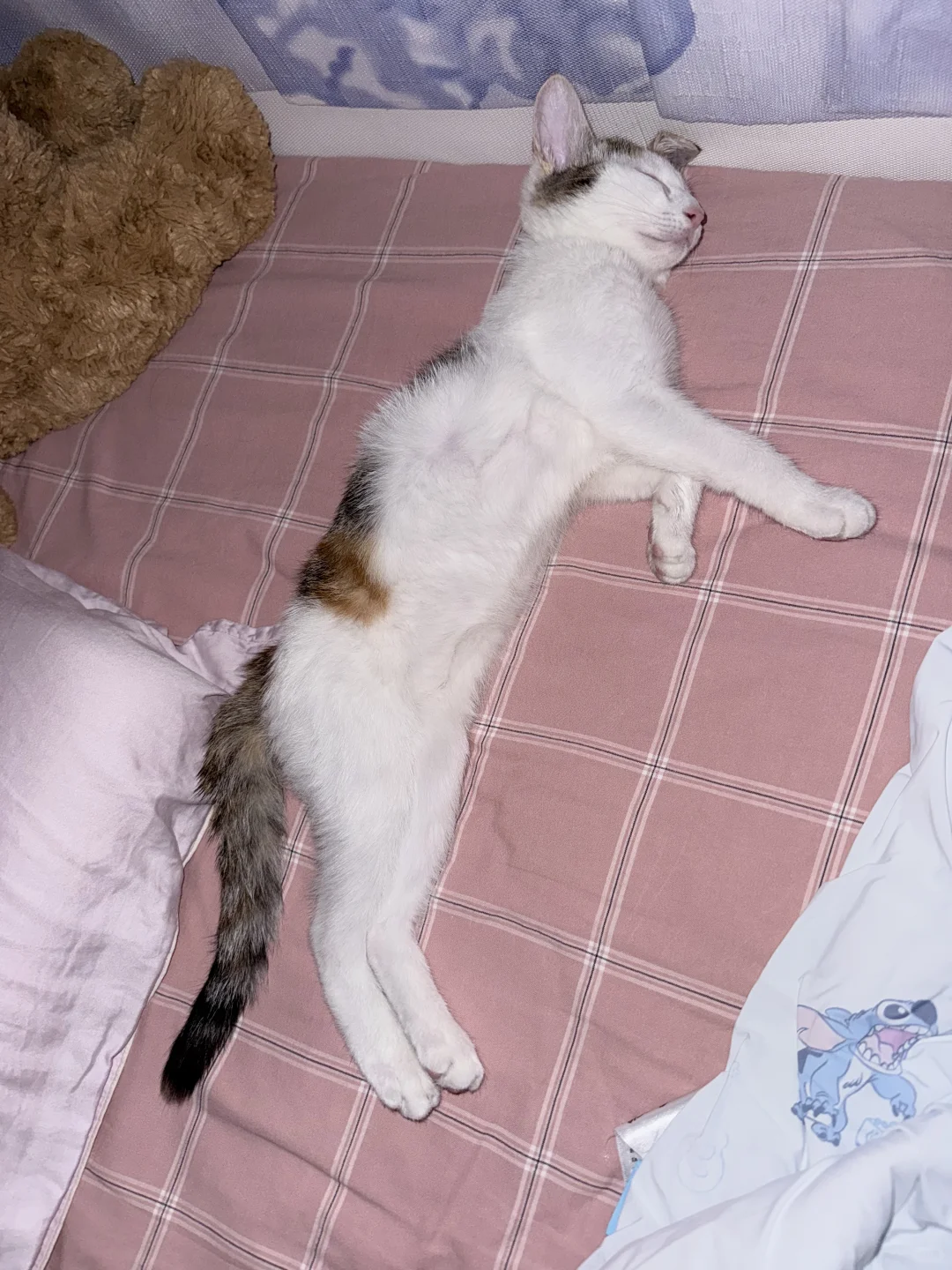 猫猫的妖娆睡姿合集