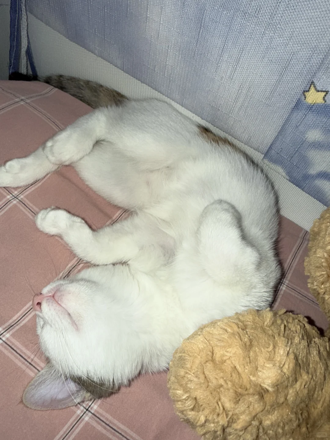 猫猫的妖娆睡姿合集