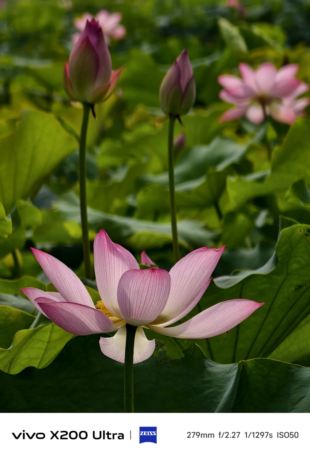 朵朵娇艳