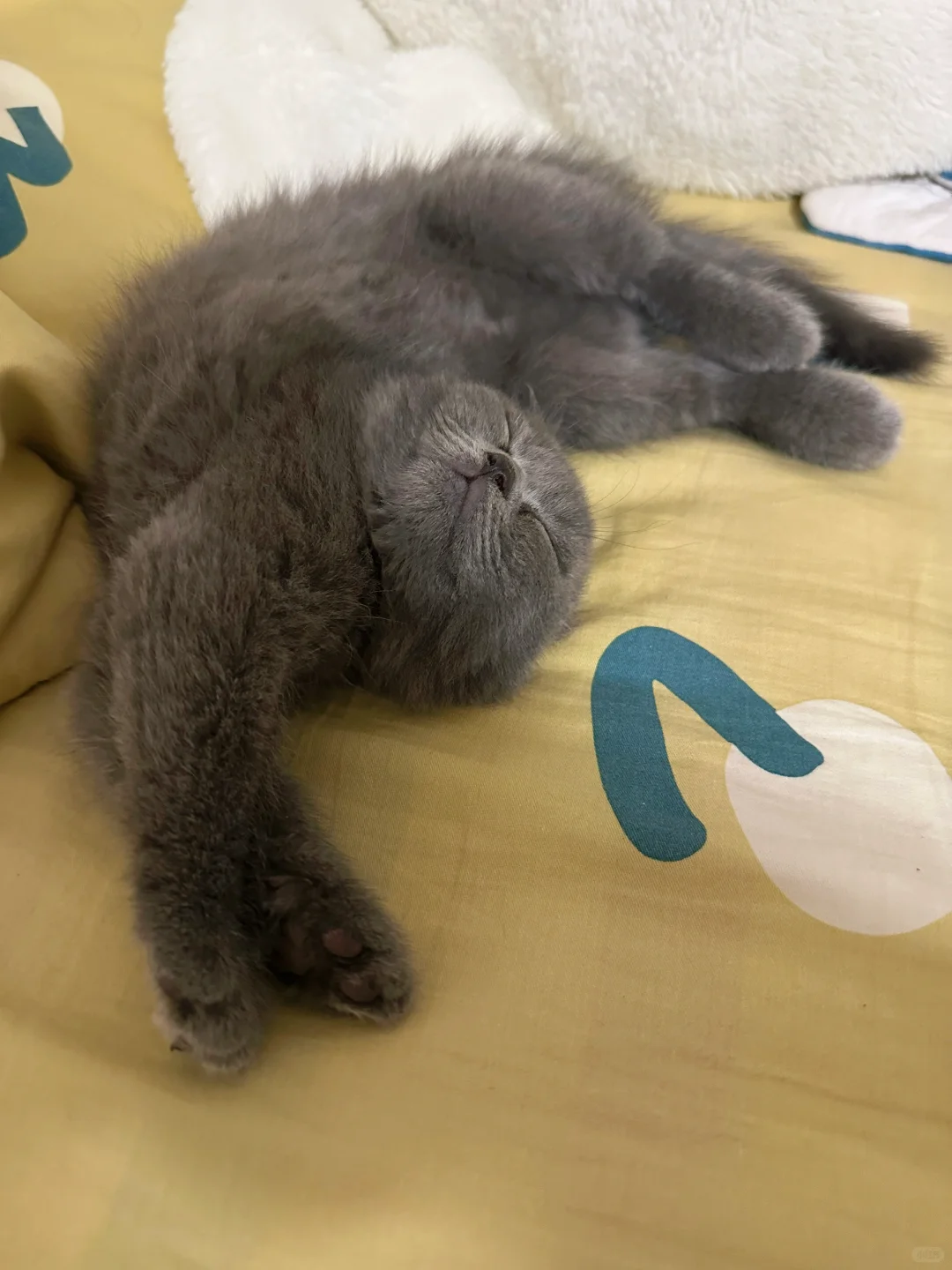 这个睡姿真妖娆🤣🤣🤣